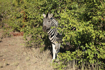 Steppenzebra / Burchell's zebra / Equus quagga burchellii