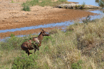Leierantilope oder Halbmondantilope / Common tsessebe / Damaliscus lunatus.