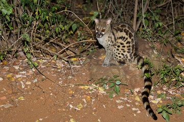Südliche Großfleck-Ginsterkatze / South African large-spotted genet / Genetta tigrina