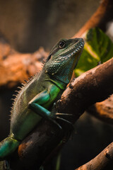 Chinese Water Dragon (Physignathus cocincinus) slithering on a branch
