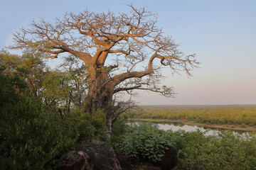 Afrikanischer Busch - Krügerpark - Pioneer Dam / African Bush - Kruger Park - Pioneer Dam /