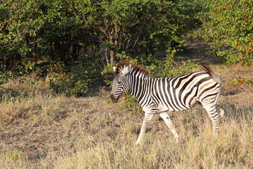 Steppenzebra / Burchell's zebra / Equus quagga burchellii