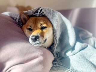 Pensive Shiba Inu with a sorrowful expression, head nestled under a blanket. The mood is reflective and contemplative. High quality close-up photo. copy space available.