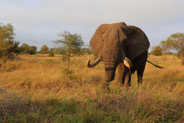 Afrikanischer Elefant / African elephant / Loxodonta africana..