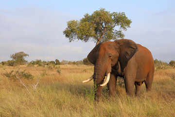 Afrikanischer Elefant / African elephant / Loxodonta africana..