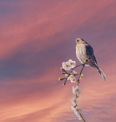 Small hawk on a flowering branch with room for title 