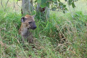 Fototapeta premium Tüpfelhyäne / Spotted hyaena / Crocuta crocuta