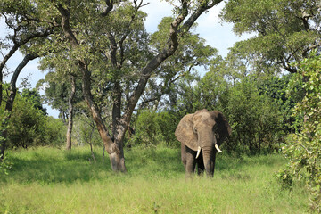 Fototapeta premium Afrikanischer Elefant / African elephant / Loxodonta africana