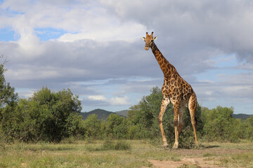 Giraffe / Giraffe / Giraffa camelopardalis