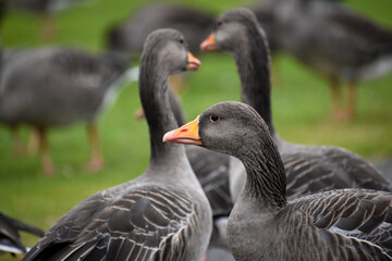  A gaggle of wild geese on the green grass