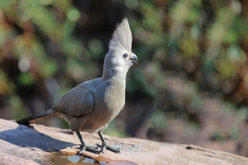 Graulärmvogel / Grey lourie or Grey go-away-bird / Corythaixoides concolor