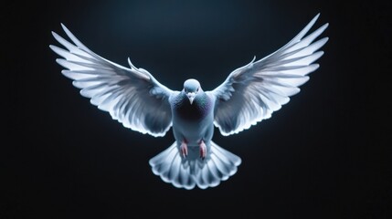 Naklejka premium Dove in Flight on Black Background