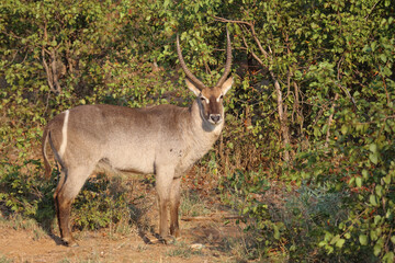 Wasserbock / Waterbuck / Kobus ellipsiprymnus