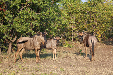 Streifengnu / Blue wildebeest / Connochaetes taurinus