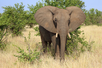 Obraz premium Afrikanischer Elefant / African elephant / Loxodonta africana