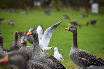 A gaggle of wild birds on the green grass