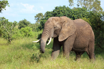 Obraz premium Afrikanischer Elefant / African elephant / Loxodonta africana