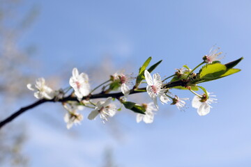 Close up view of cherry blossom against a blue sky in spring. Nature and backgrounds themed photograph in colour.