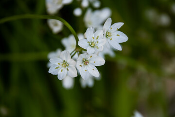 White garlic flower close-up