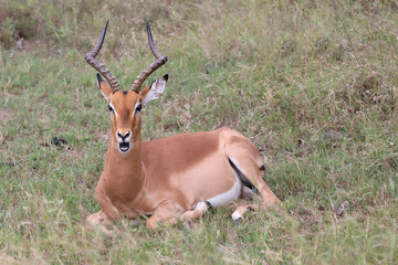 Schwarzfersenantilope / Impala / Aepyceros melampus