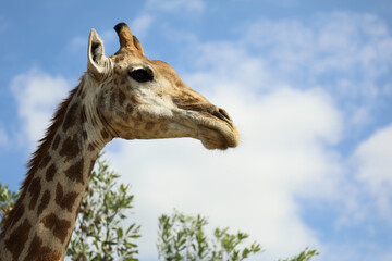Giraffe / Giraffe / Giraffa camelopardalis