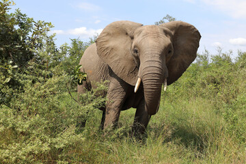 Fototapeta premium Afrikanischer Elefant / African elephant / Loxodonta africana