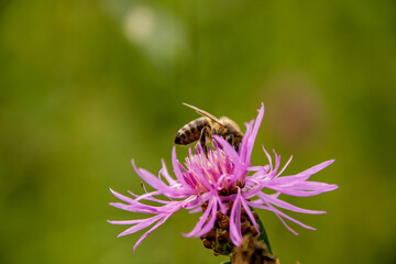 Bee pollinates a Brown Knapweed