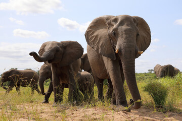 Obraz premium Afrikanischer Elefant / African elephant / Loxodonta africana
