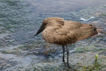 Hammerkopf / Hamerkop / Scopus umbretta