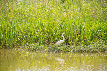 A white egret stands near the water’s edge in a lush green marsh