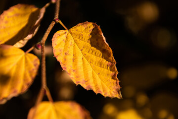 Obraz premium Golden autumn leaves