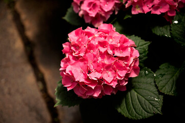 Obraz premium Vibrant pink hydrangea bloom with lush green leaves in sunlight
