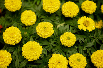  Bright yellow marigold flowers blooming with lush green foliage