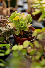  Close-up of a potted succulent plant with vibrant green leaves