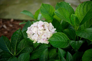 Soft pink and white hydrangea bloom surrounded by lush green leaves