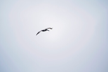 Pelican soaring through an open sky with wings gracefully spread