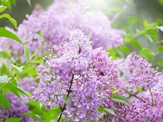 Fototapeta premium Blooming lilac flowers. Violet lilac bush in a garden in spring time. Varietal purple Syringa Vulgaris branch. Photo with flashing light copy space