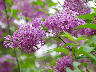 Obraz premium Blooming lilac flowers. Violet lilac bush in a garden in spring time. Varietal purple Syringa Vulgaris branch
