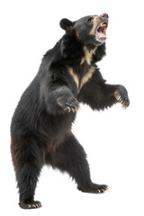 Obraz premium brown bear isolated on white