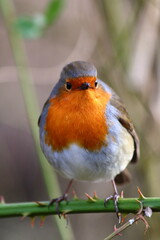 robin red breast
