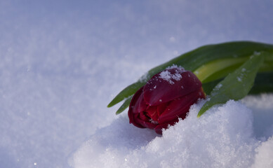 Red frozen tulip in the snow