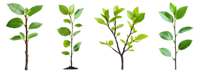 Green plant growth stages showing sapling to mature plant transformation process