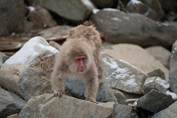 Snow monkey, Japanese macaque, primate