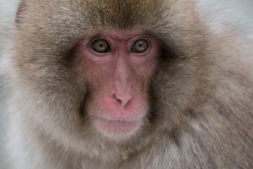 Fototapeta premium Snow monkey, Japanese macaque, primate