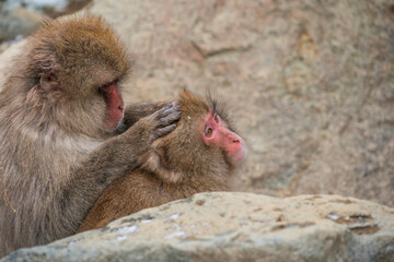 Naklejka premium Snow monkey, Japanese macaque, primate