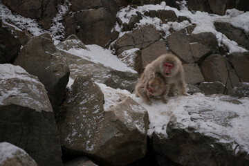 Snow monkey, Japanese macaque, primate