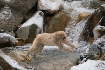 Snow monkey, Japanese macaque, primate