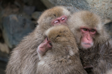 Snow monkey, Japanese macaque, primate