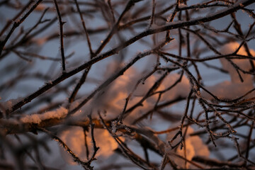frost covered tree branches in winter. Beautiful bright morning sunrise light