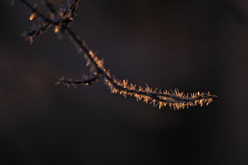 frost covered tree branches in winter. Beautiful bright morning sunrise light